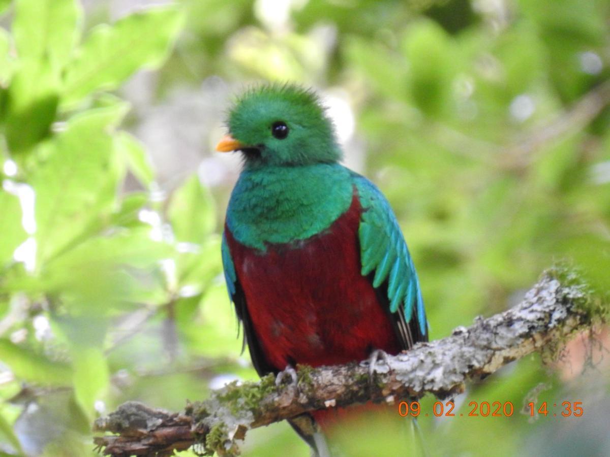Miriam'S Quetzals Lodge San Gerardo de Dota Exterior photo