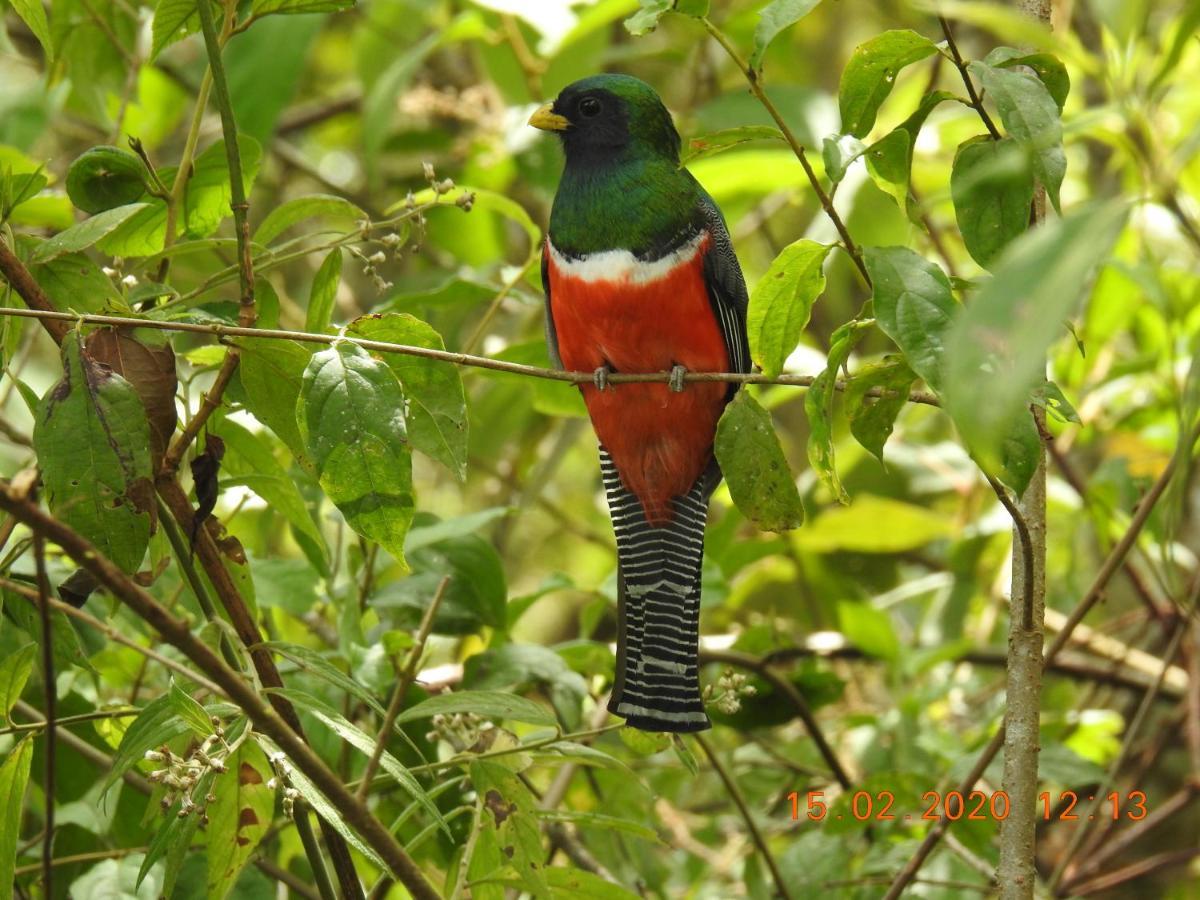 Miriam'S Quetzals Lodge San Gerardo de Dota Exterior photo