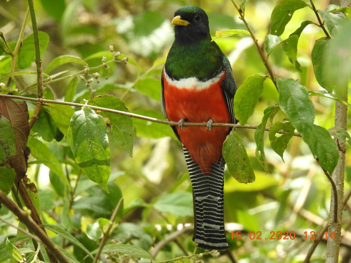 Miriam'S Quetzals Lodge San Gerardo de Dota Exterior photo